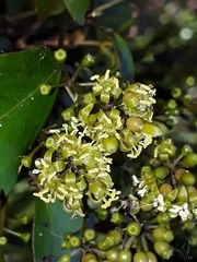 Pseudopanax discolor