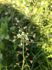 Capsella bursa-pastoris