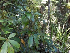 Pseudopanax discolor