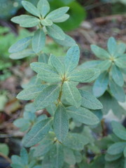 Rhododendron hippophaeoides