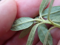 Rhododendron hippophaeoides