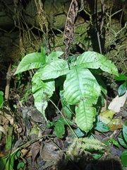 Tectaria polymorpha