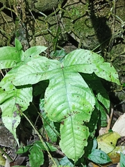 Tectaria polymorpha