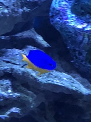 Chrysiptera hemicyanea