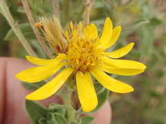 Heterotheca hirsutissima