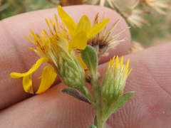 Heterotheca hirsutissima