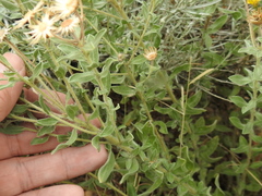 Heterotheca hirsutissima