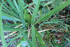 Cladium mariscus jamaicense