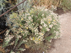 Heterotheca hirsutissima