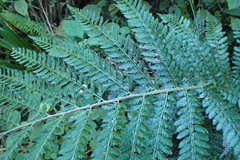 Polystichum pungens