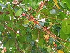 Syzygium aqueum