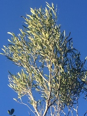 Olea exasperata