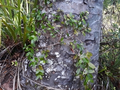 Metrosideros albiflora