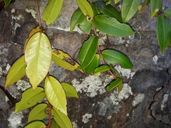 Metrosideros albiflora