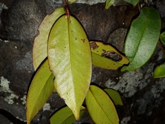 Metrosideros albiflora