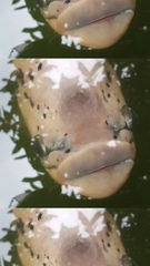 Cyprinus rubrofuscus