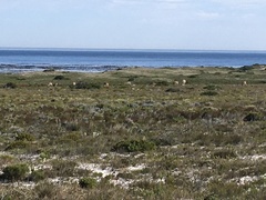 Alcelaphus buselaphus caama