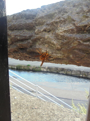 Vespa simillima xanthoptera