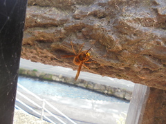 Vespa simillima xanthoptera