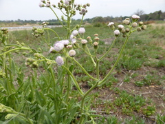Senecio polyodon polyodon