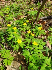Anemone ranunculoides