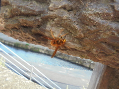 Vespa simillima xanthoptera