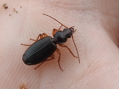 Cymindis