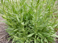 Senecio polyodon polyodon