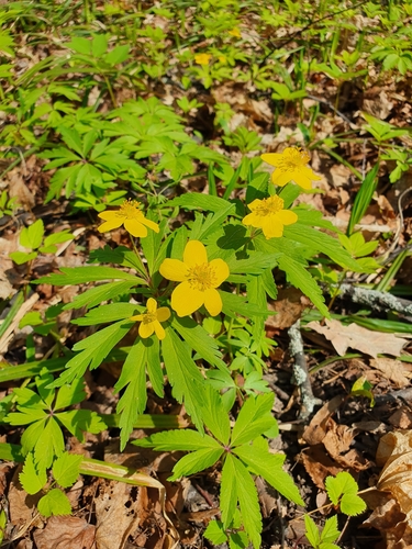 Anemone ranunculoides, photograph 1