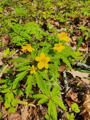 Anemone ranunculoides, photograph Анна Митрошенкова, CC BY, iNaturalist via GBIF