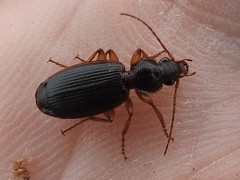 Cymindis