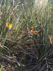 Strelitzia juncea