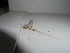 Ephemera orientalis