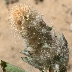 Leucosphaera bainesii