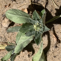 Leucosphaera bainesii
