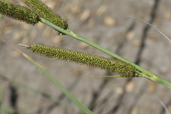 Carex spissa
