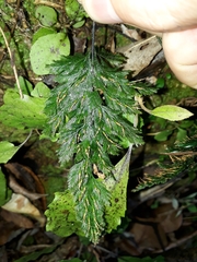 Abrodictyum elongatum