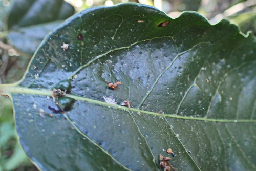 Image of Ocotea bullata by no rights reserved