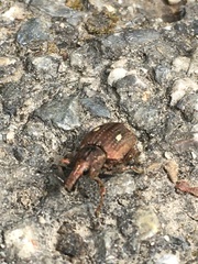 Graptus kaufmanni
