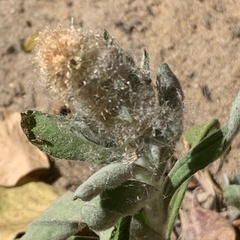 Leucosphaera bainesii