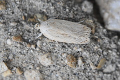 Agonopterix rotundella