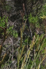 Carex spissa