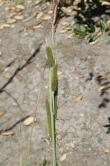 Carex spissa
