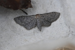Idaea tineata