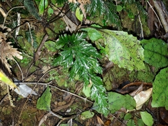 Abrodictyum elongatum