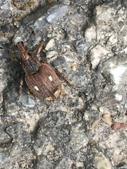 Graptus kaufmanni