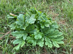 Heracleum sosnowskyi