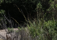 Carex spissa