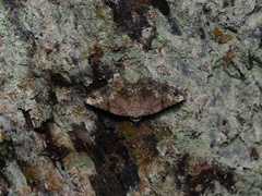 Mataeomera biangulata