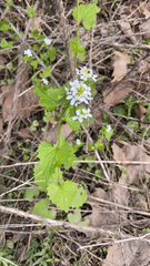 Alliaria petiolata